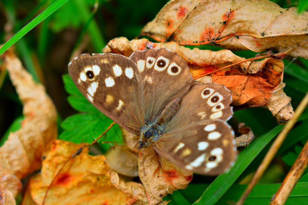Краеглазка Эгерия