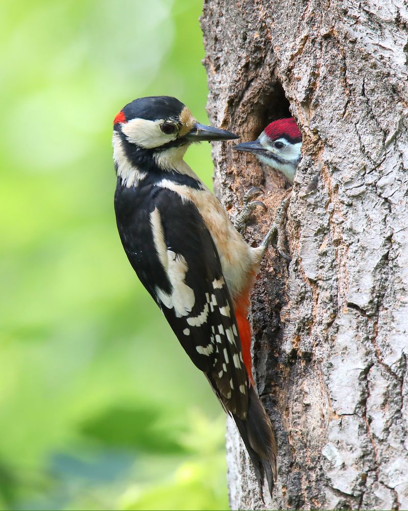 Photograph by Николай Протасеня