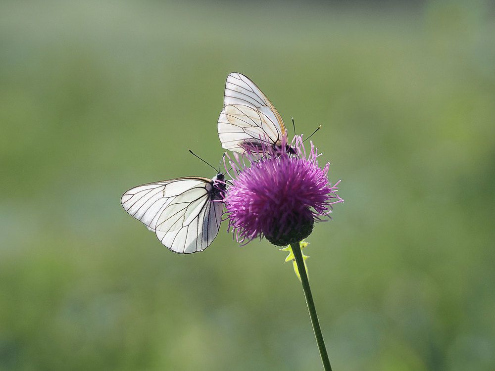 Photograph by Алексей Гнедовский