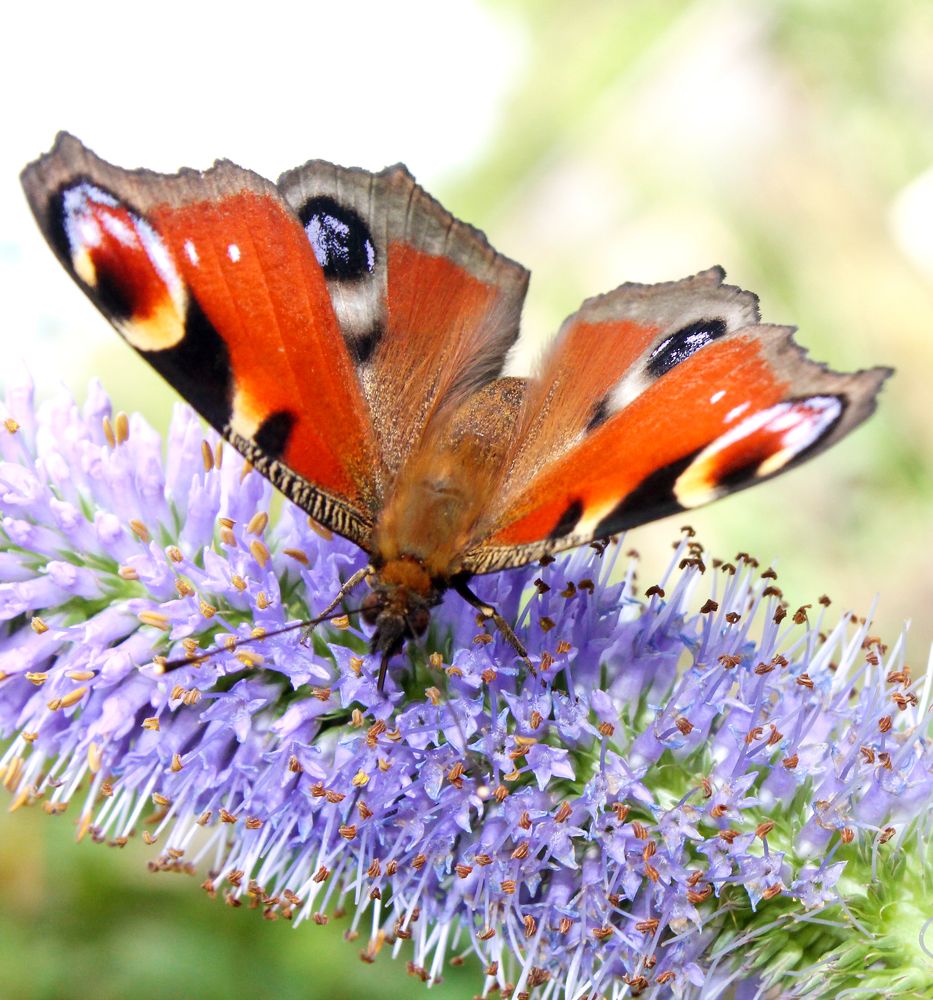 Photograph by Юлия Сахарова