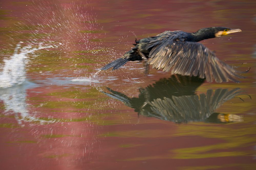 Фотография автора Maurice Leung
