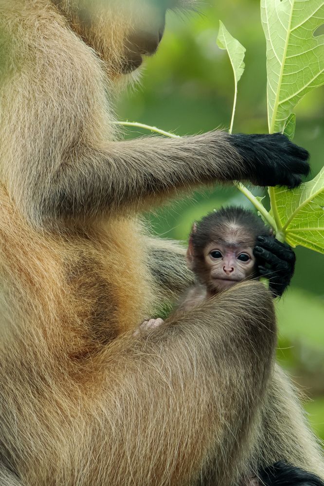 Photograph by Arkachanda Roy