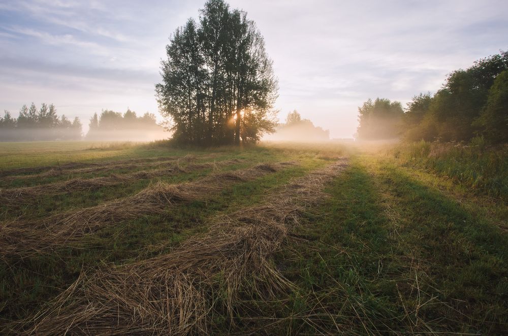 Летнее утро