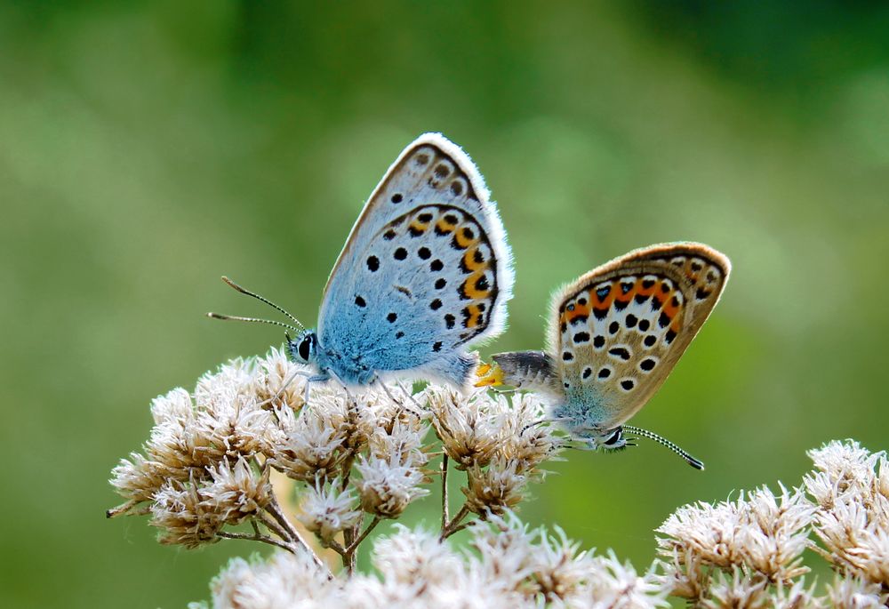 Photograph by Юлия Сахарова