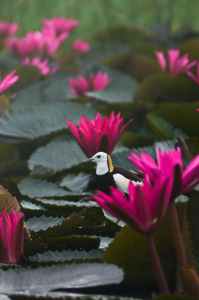 Photograph by Pritam Mandal