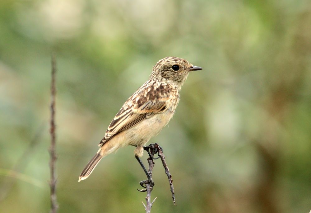 Photograph by Вася Кадочников