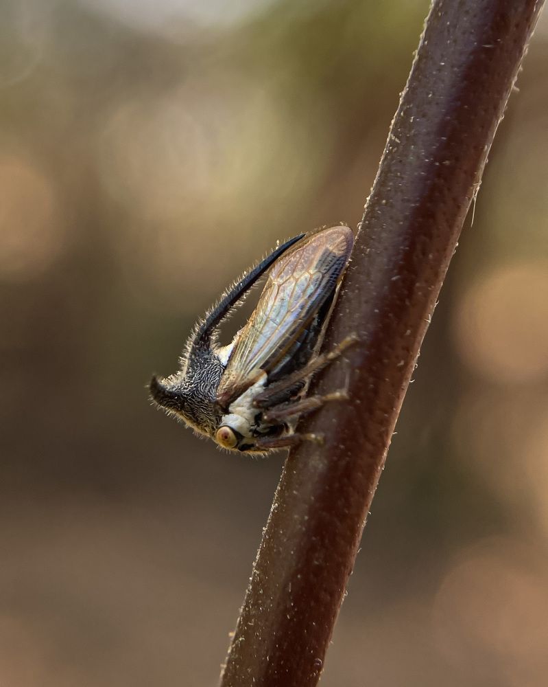 Horned treehopper