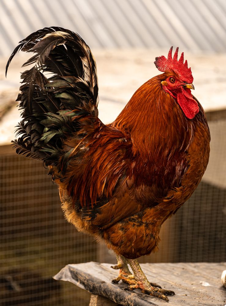 Photograph by Владимир Коновалов