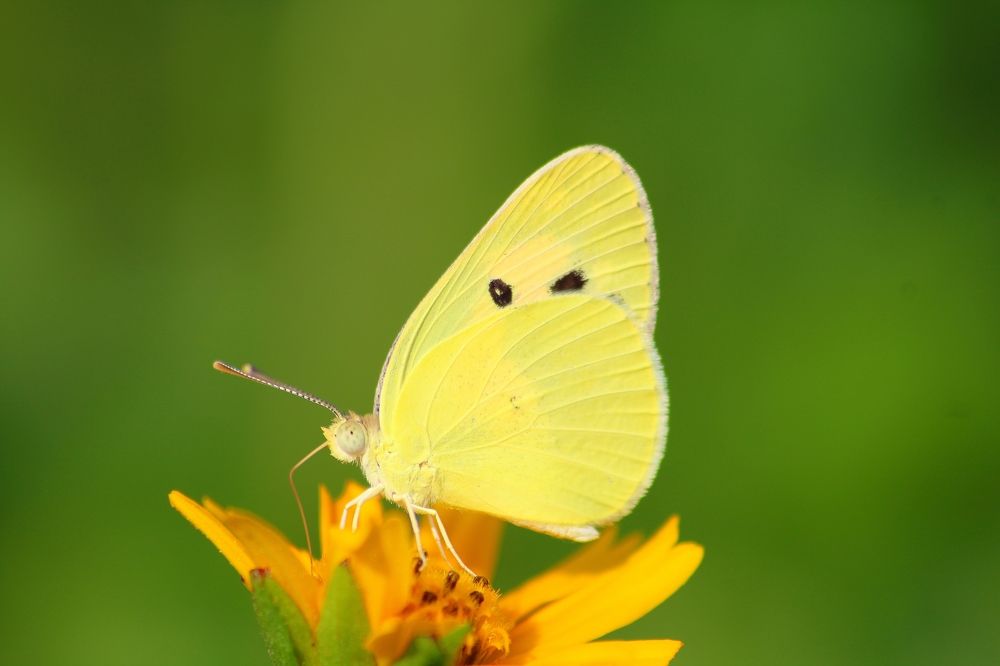 Yellow Butterfly