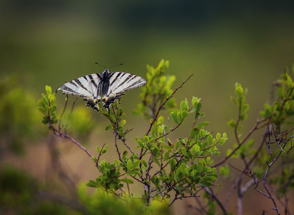 Photograph by Курамшина Татьяна