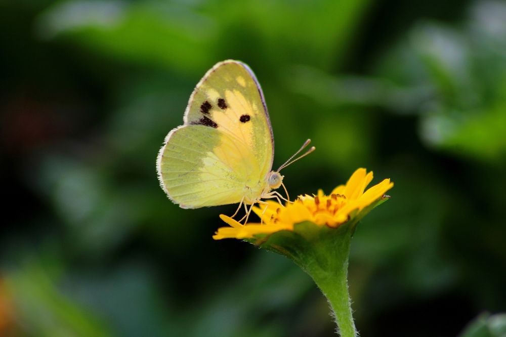 Photograph by Paramantham Thusyananthan