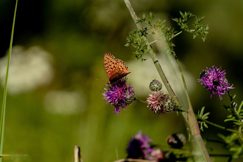 Photograph by Наталья Войтеховская