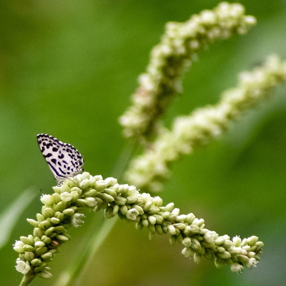 Photograph by Shreya Roy