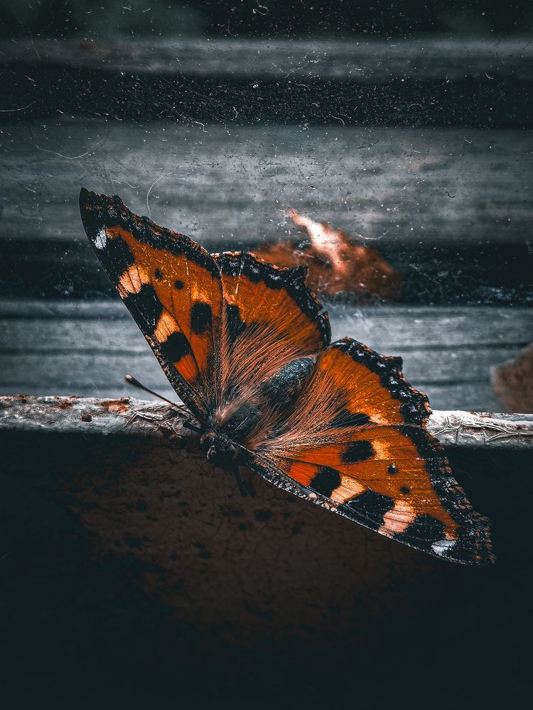 Photograph by Влад Апанасов