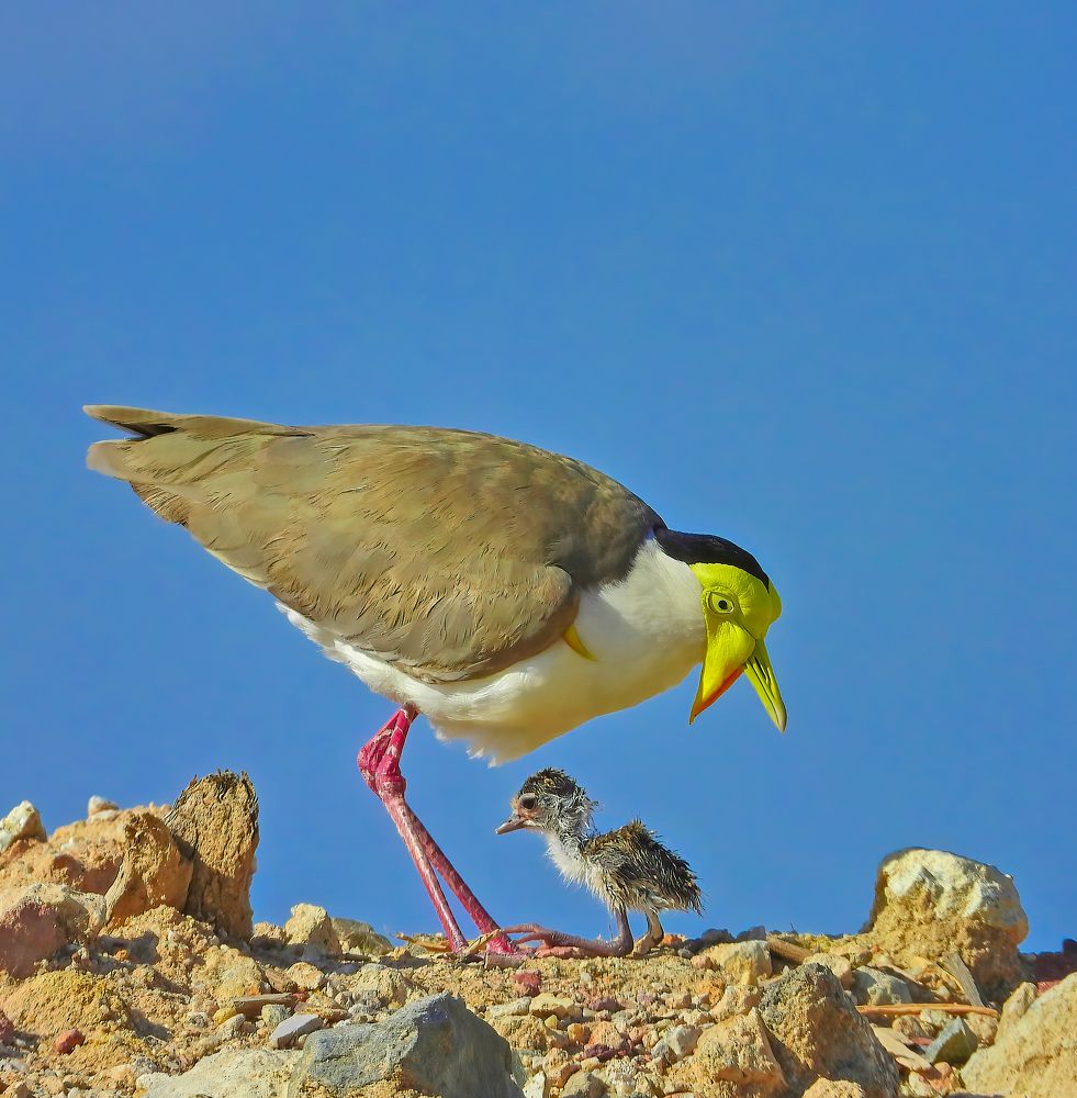 Yellow Masked Lapwing
