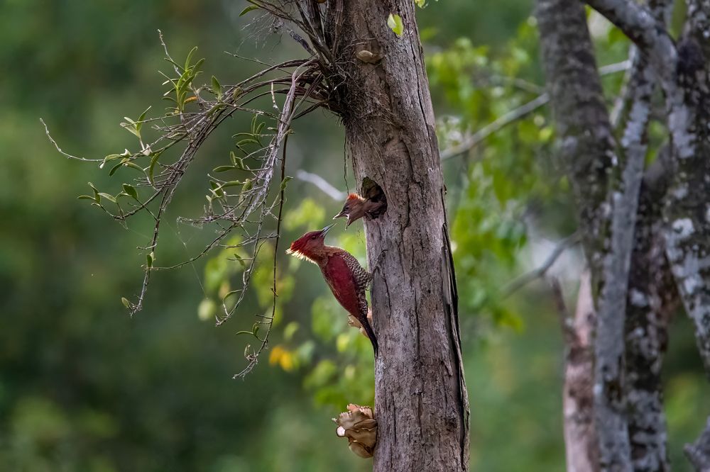 Фотография автора APS KUMAR