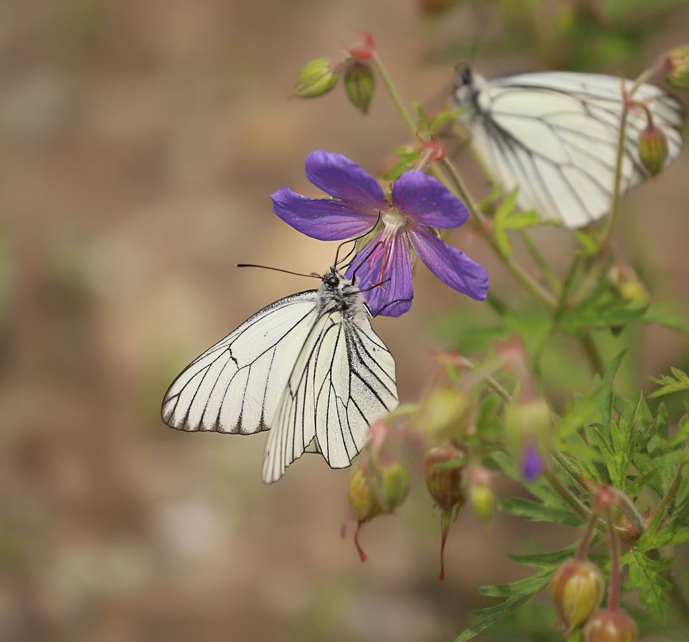 Photograph by Николаева Эвелина