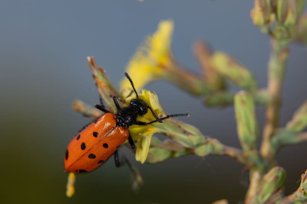 Photograph by Светлана Тараканова