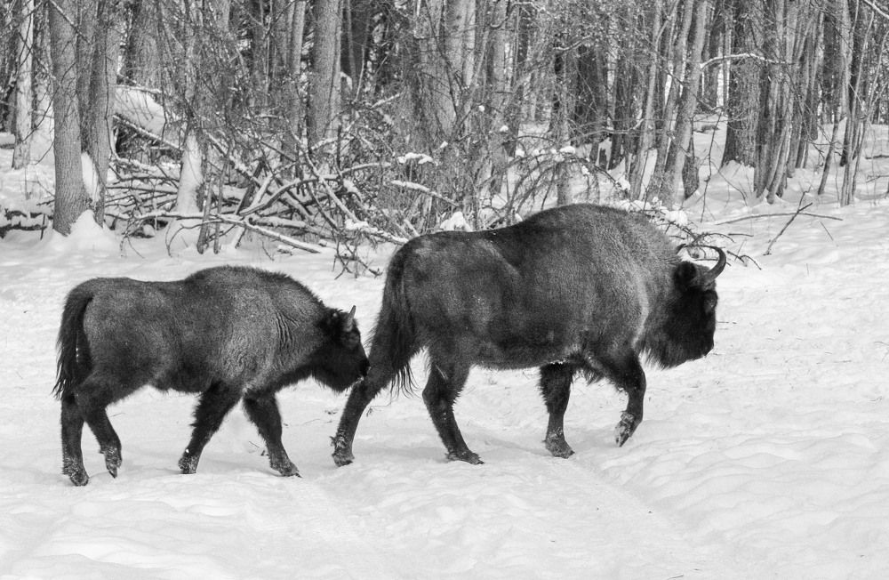 Photograph by Сычев Эдуард