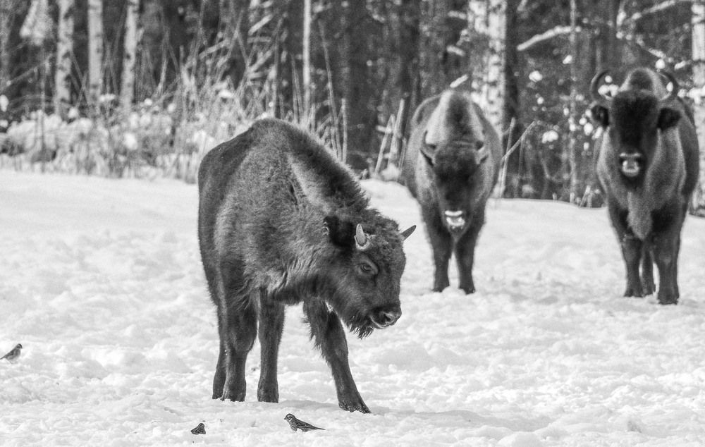 Photograph by Сычев Эдуард