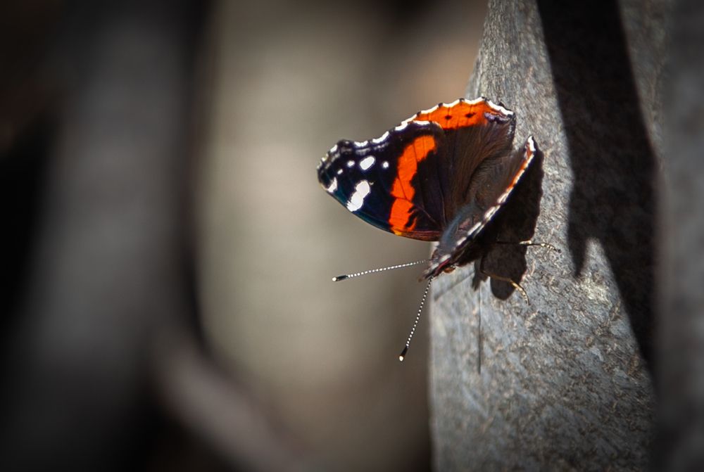 Photograph by Владимир Кривенко