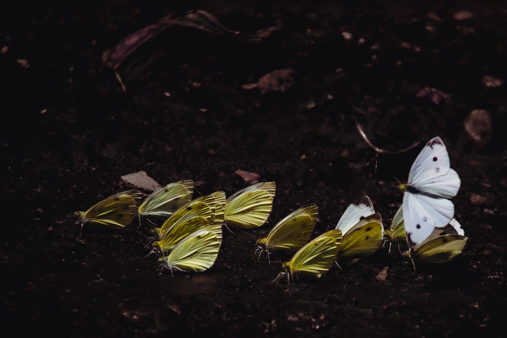 Фотография автора OXANA MARSOVA