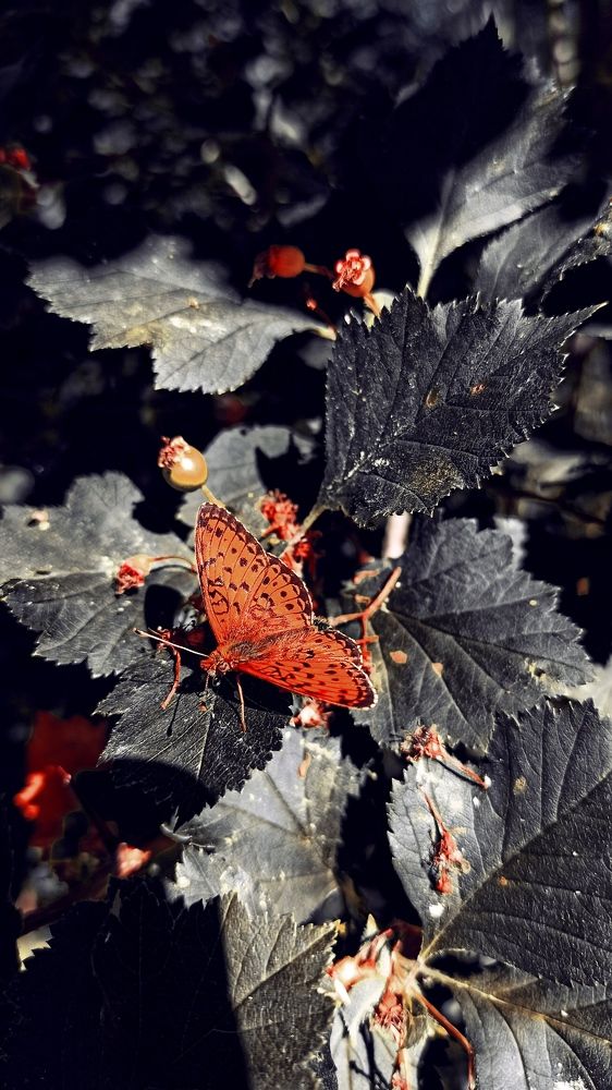 Photograph by Елена Кадаева