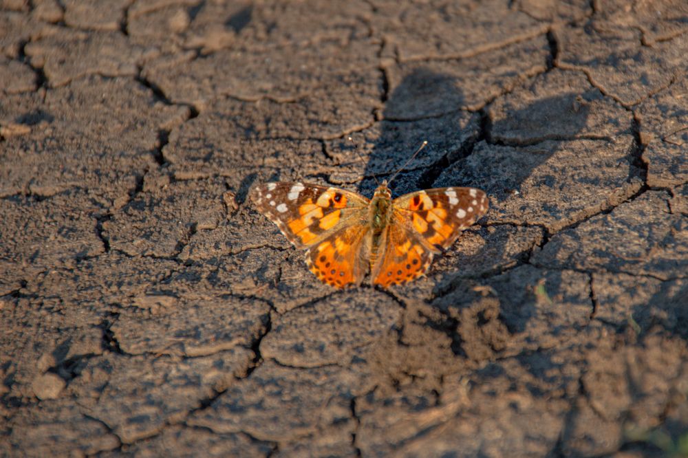 Фотография автора OXANA MARSOVA