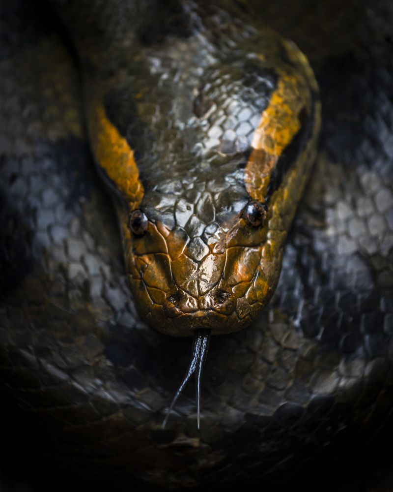 Photograph by Niko Jacob