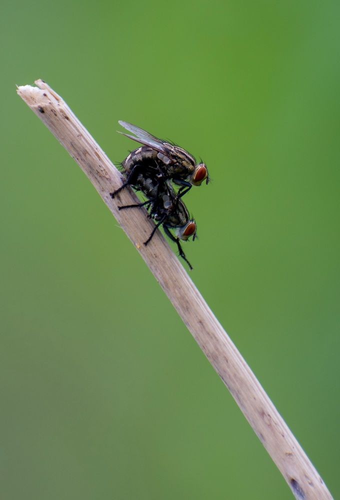 Photograph by Sanatan Sadhu