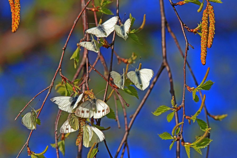 Photograph by Николай Протасеня