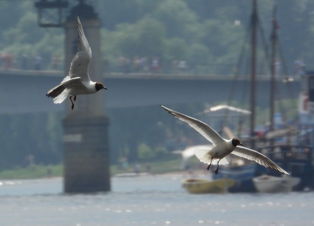 Photograph by Владимир Джерихов