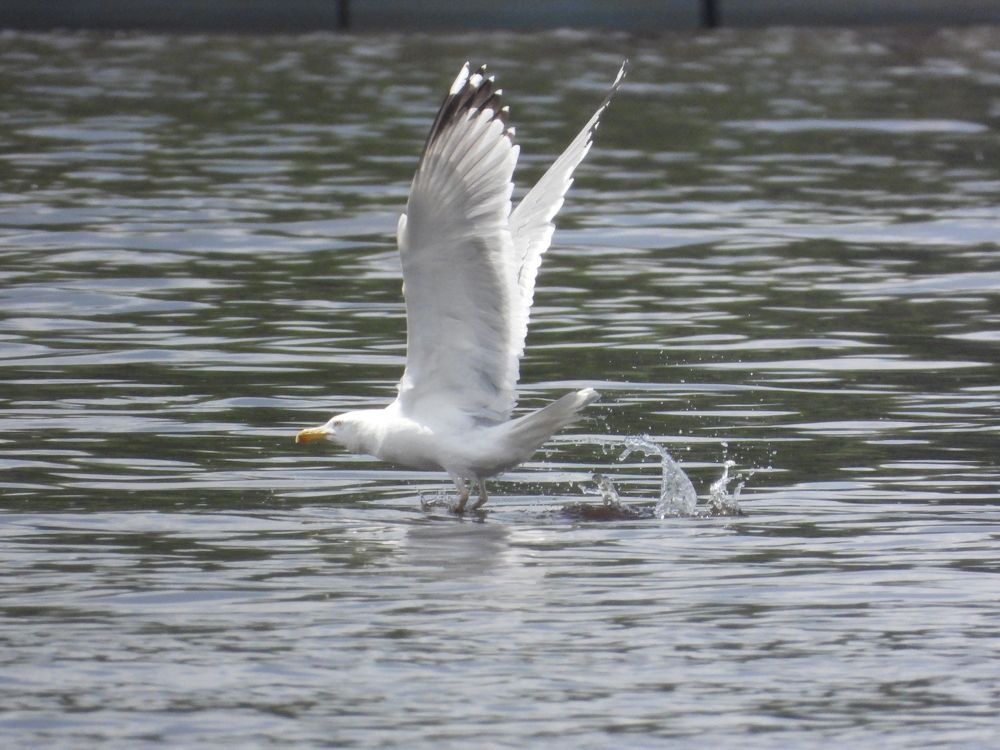 Photograph by Владимир Джерихов