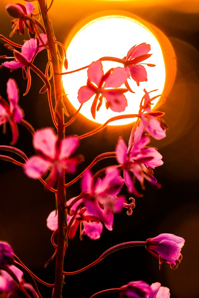 Поцелуй Солнца