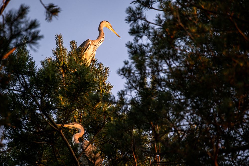 Дети Археоптериксовы