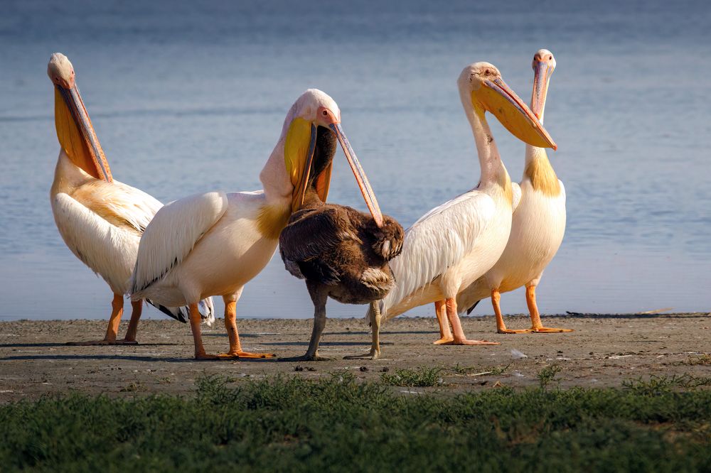 Photograph by Марат Кучкаев