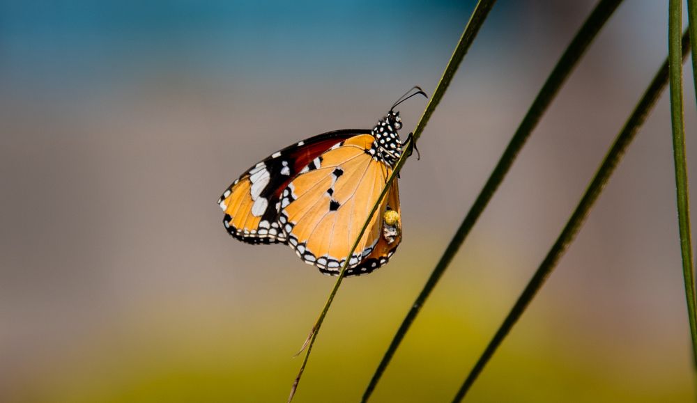 Фотография автора Utathya Roy