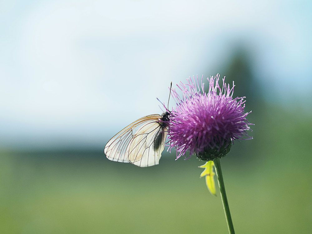 Photograph by Алексей Гнедовский