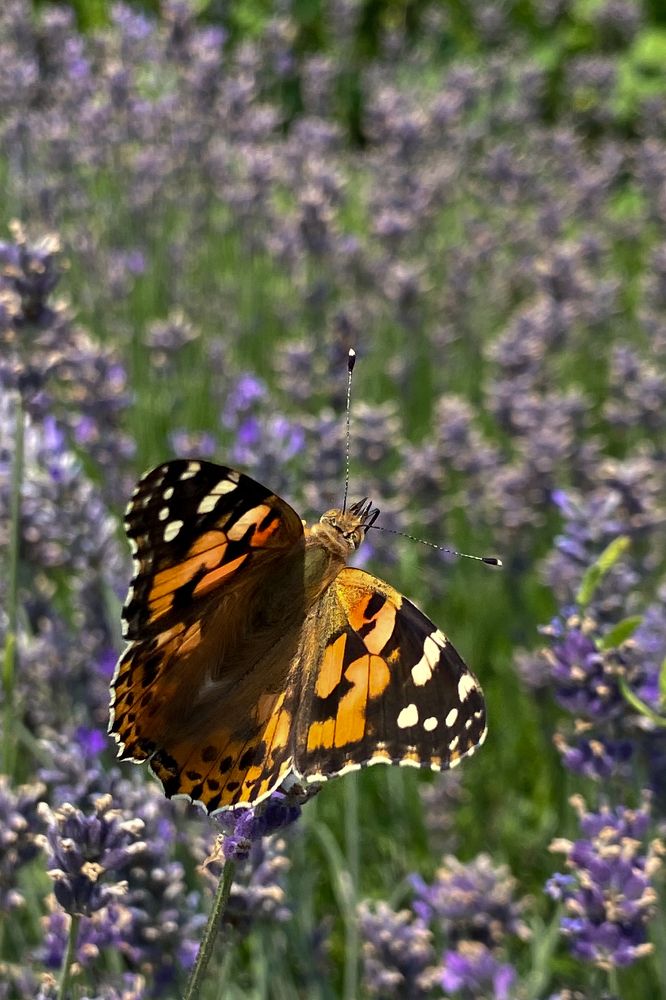 Photograph by Оксана Михайлова