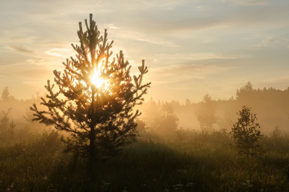 Солнце взойдет