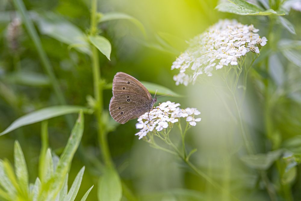 Photograph by Nikolay Nikolaev