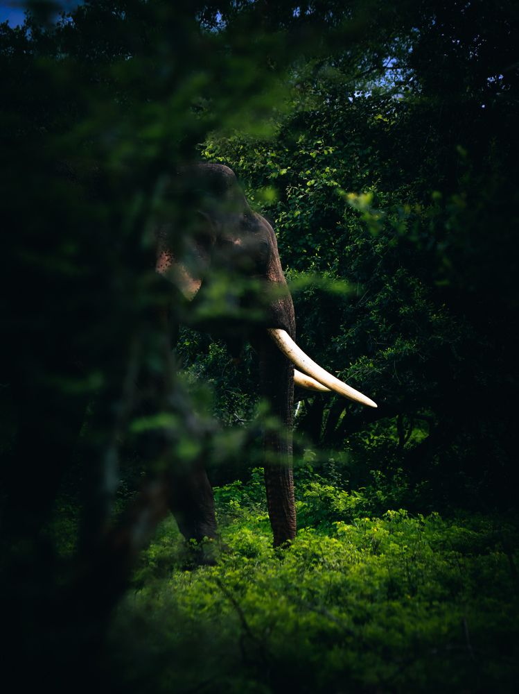 Photograph by Gokula prasath