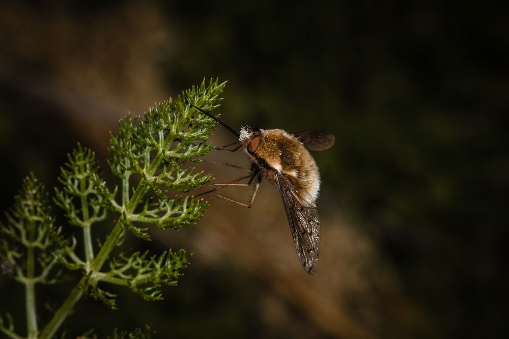 Photograph by SOUFIANE EL KADAOUI