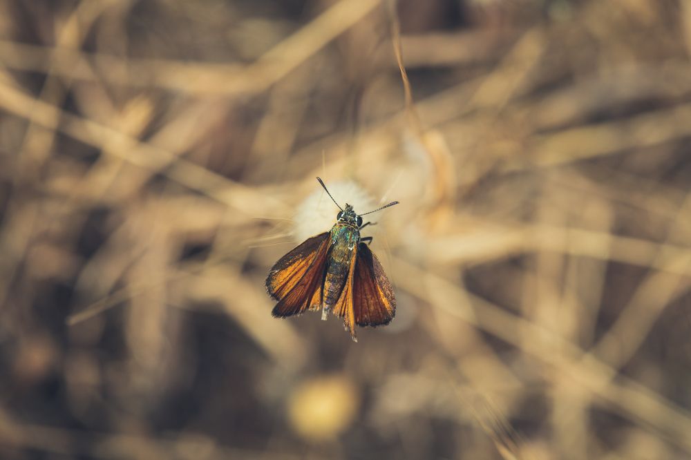 Photograph by SOUFIANE EL KADAOUI
