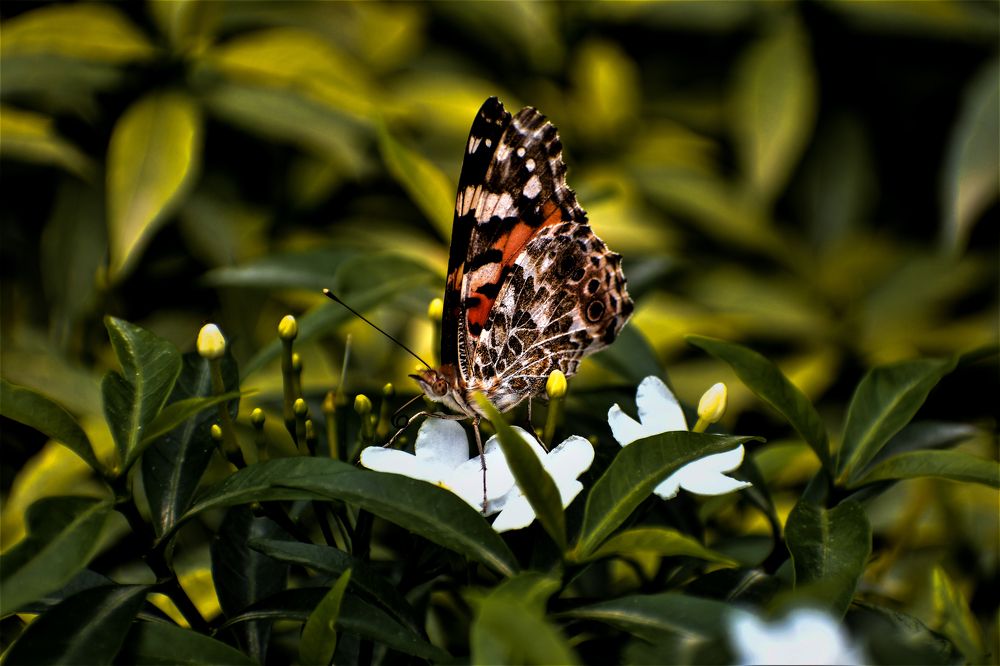 Photograph by Kriti Aggarwal