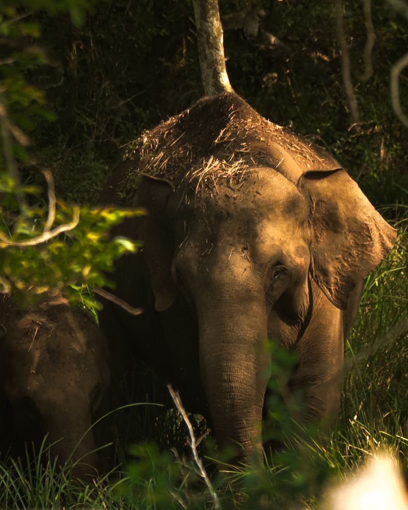 Photograph by Gokula prasath