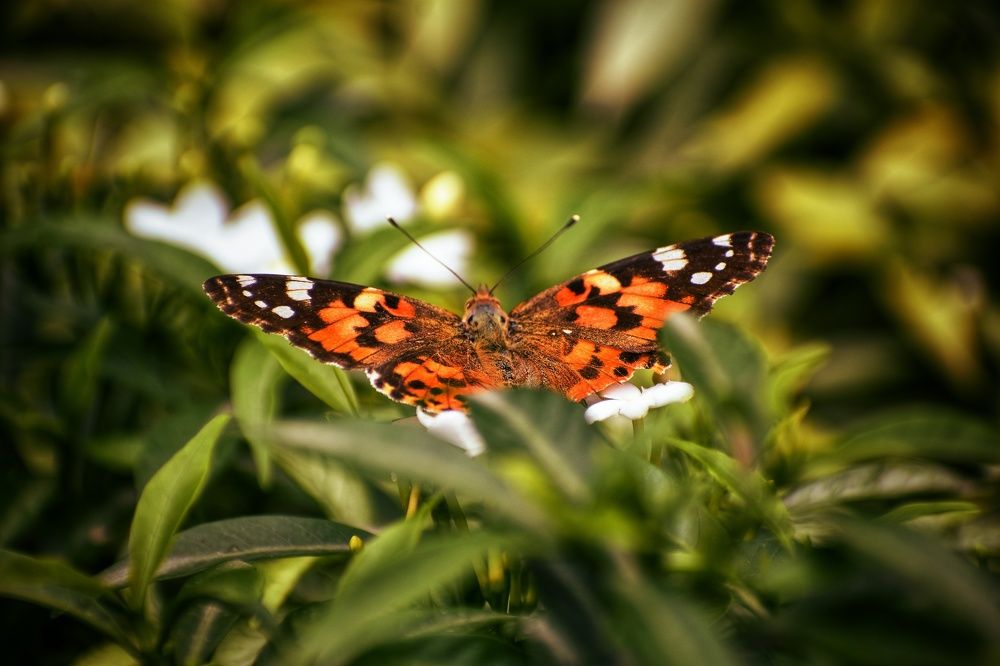 Photograph by Kriti Aggarwal