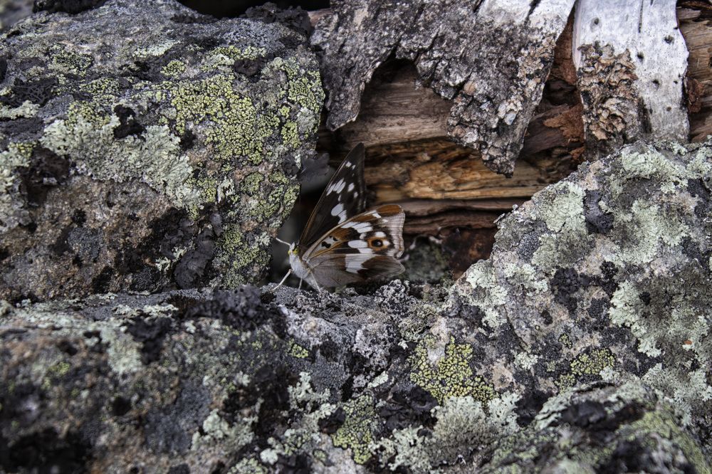 Фотография автора Веста Ягужинская