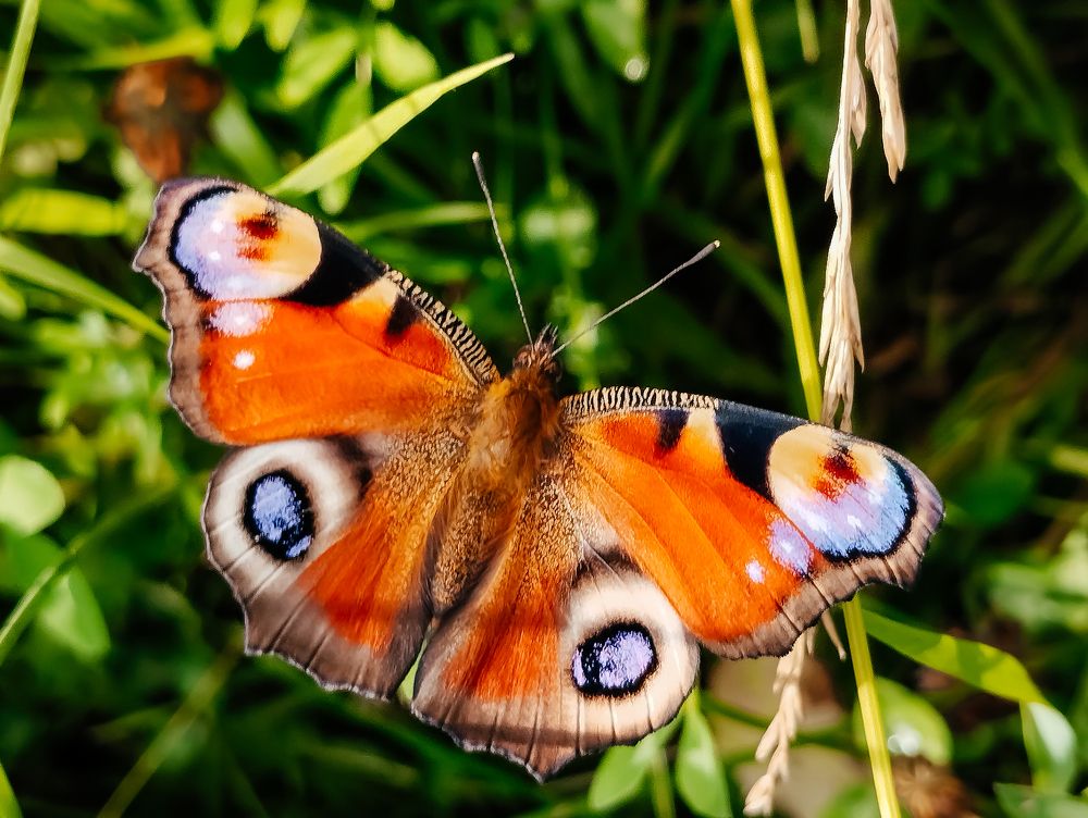 Photograph by Корчагина Оксана