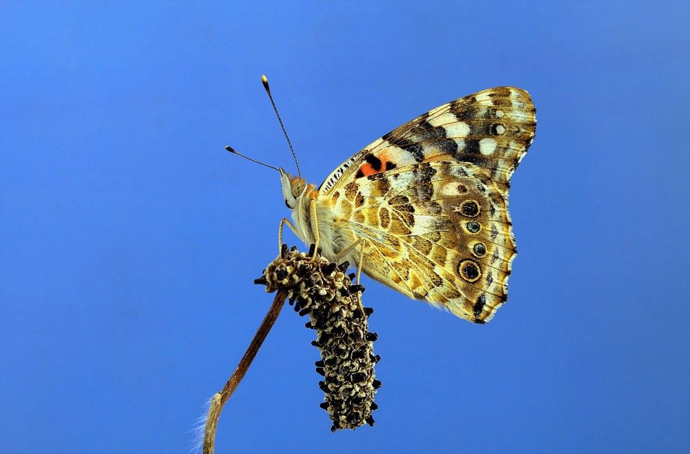 Photograph by cengiz pamuk